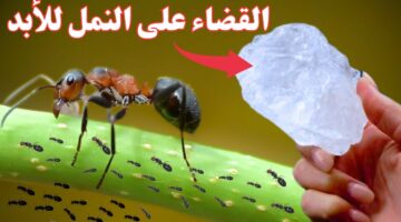 كيفية التخلص من النمل بطريقة طبيعية آمنة.. جبنالك الحل يا ست الكل