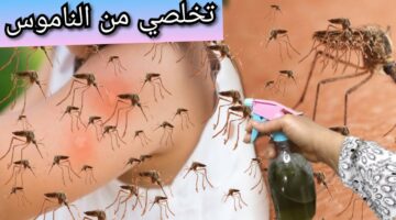 مش هتشوفيه تاني في بيتك.. تخلصي من الناموس نهائيًا بمكونات طبيعية هيختفي في ثواني