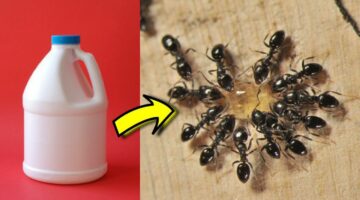 برشة واحدة فقط.. طرق سحرية للتخلص من النمل ومنعه من دخول البيت نهائيا بدون مبيدات