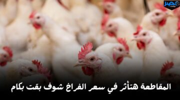 بعد أنباء المقاطعة.. انخفاض أسعار الفراخ والبيض اليوم الأحد 28 أبريل في السوق شوف وصلت كام
