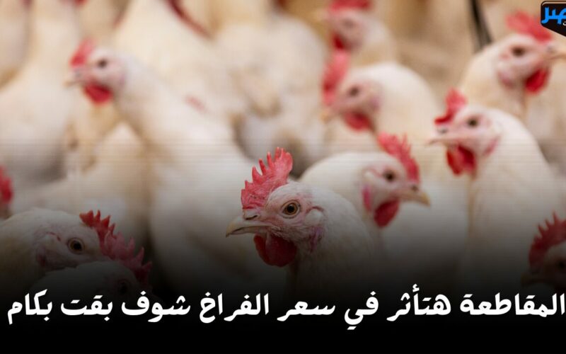 بعد أنباء المقاطعة.. انخفاض أسعار الفراخ والبيض اليوم الأحد 28 أبريل في السوق شوف وصلت كام