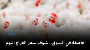 نزلت وهتنزل كمان.. شوف أسعار الفراخ والبيض اليوم الجمعة 26 أبريل بكام